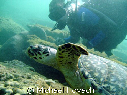 Swimming with a turtle on the Inside Reef at Lauderdale b... by Michael Kovach 